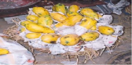 Packaging of mangoes in bamboo baskets with paddy straw as cushioning material