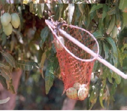 Simple mango harvesters developed at ICAR-IIHR, Bengaluru